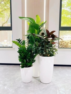 宁波慈溪绿化修剪哪家好